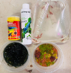 Bloody Mary Cherry Shrimp Starter Bundle Micro Aquatic Shop