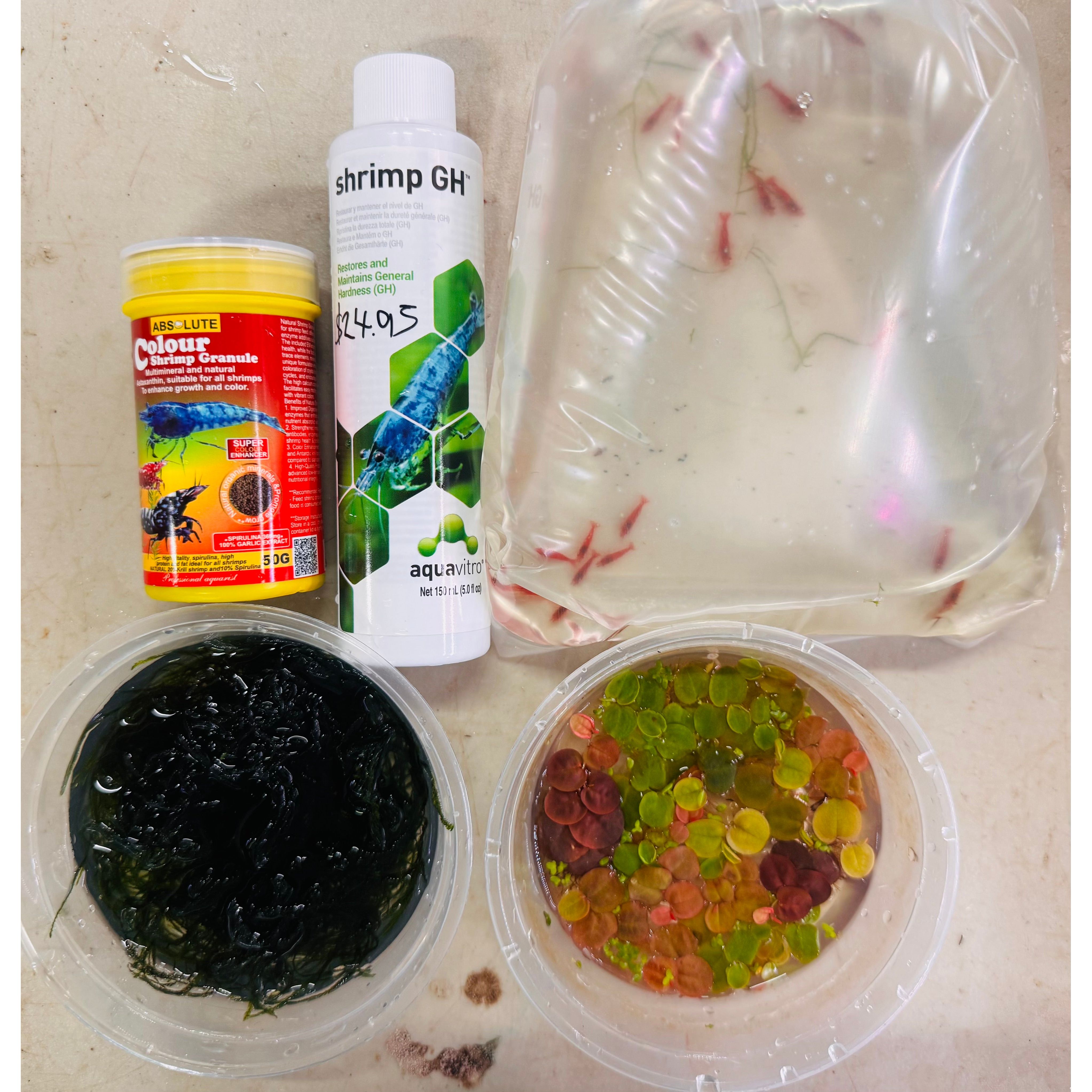 30% SAVE Bloody Mary Cherry Shrimp Starter Bundle Micro Aquatic Shop