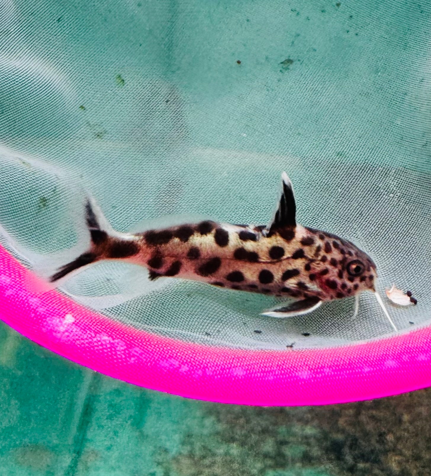 Synodontis multipunctatus - Cuckoo Catfish