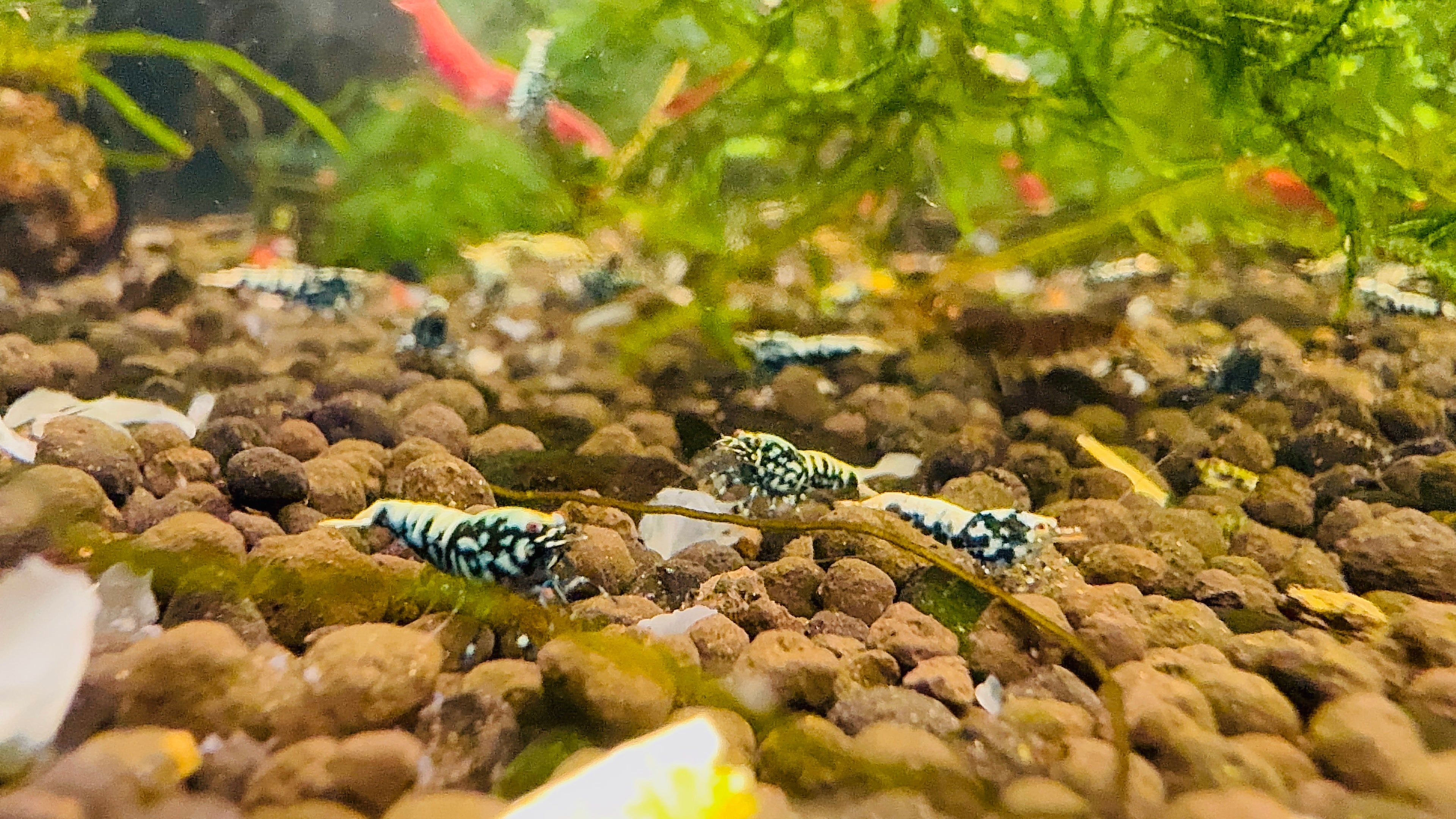 Caridina Shrimp - Black Galaxy (Medium - High Grade) 1cm Micro Aquatic Shop