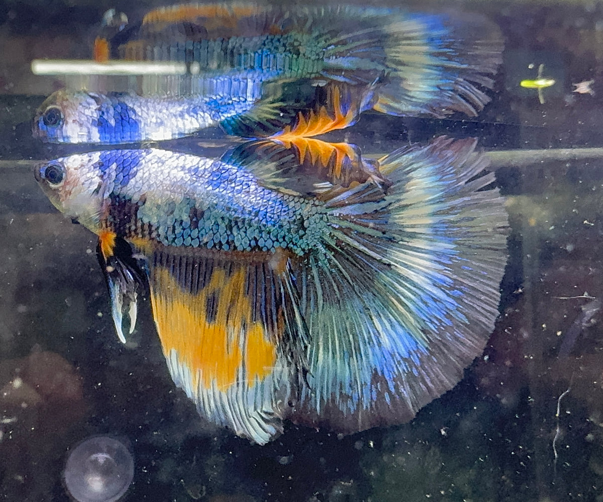 Betta Male - A Grade Doubletail Galaxy 6cm Show