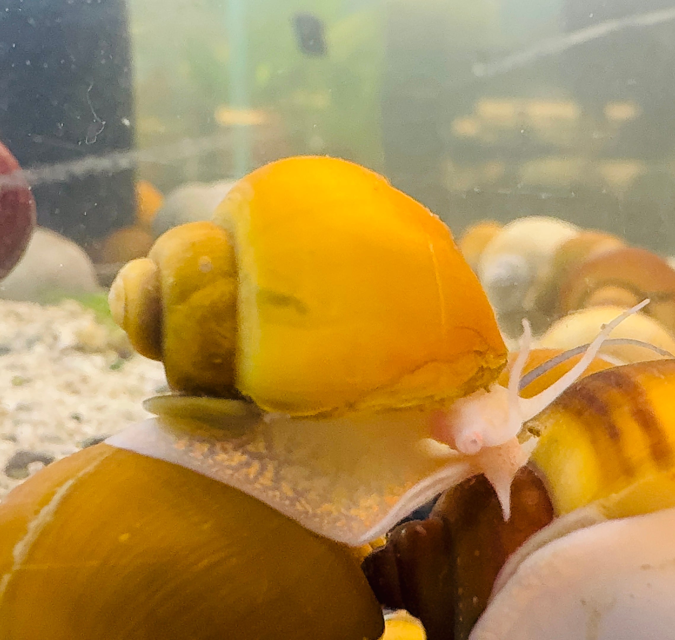 Flash Sale Gold Mystery Snail