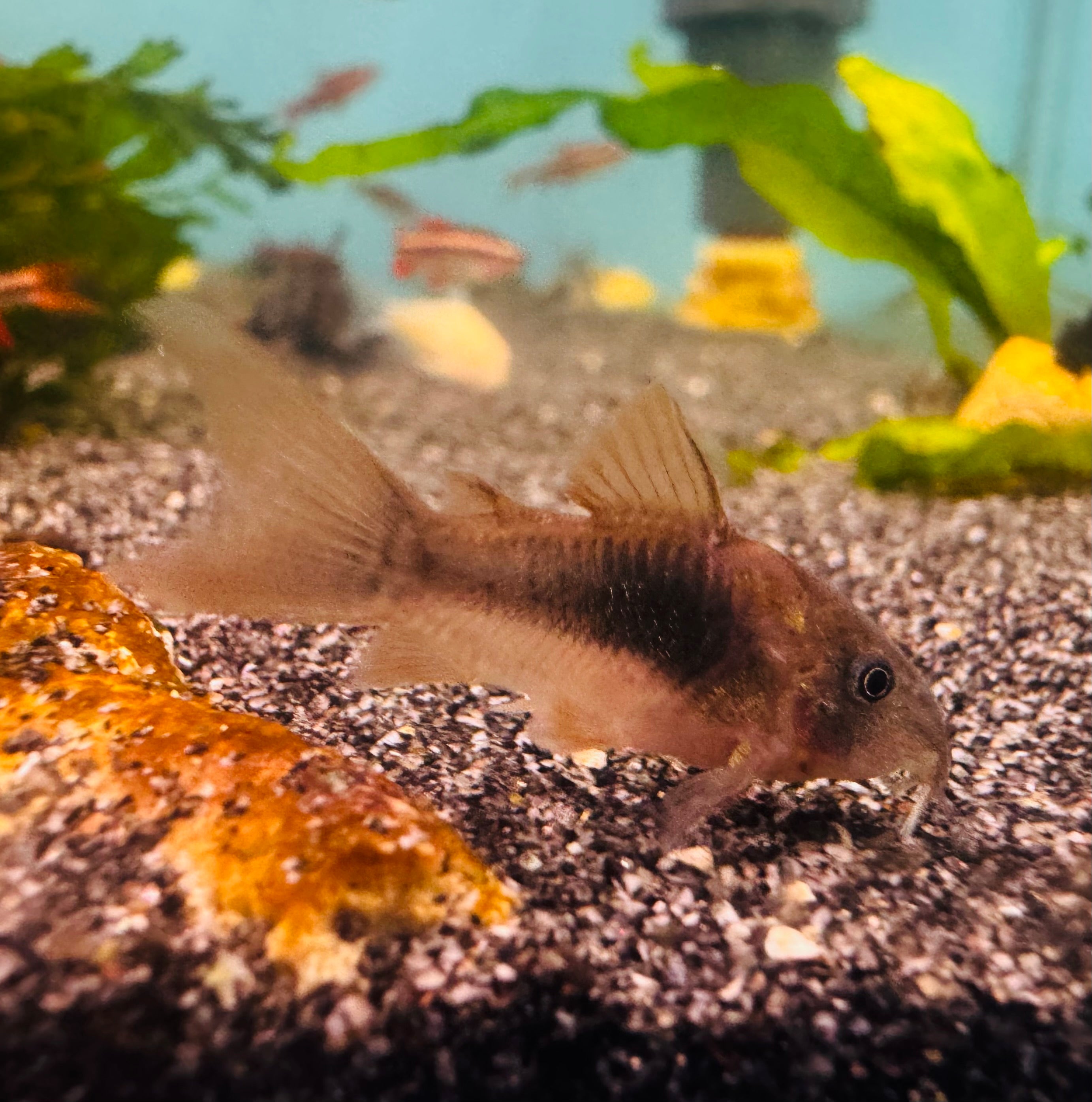 Flash Sale Assorted Corydoras