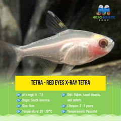 Tetra - Red Eyes X-ray Tetra 4