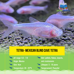 Tetra- Mexican Blind Cave Tetra 4cm Show