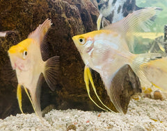 Angel fish - Golden