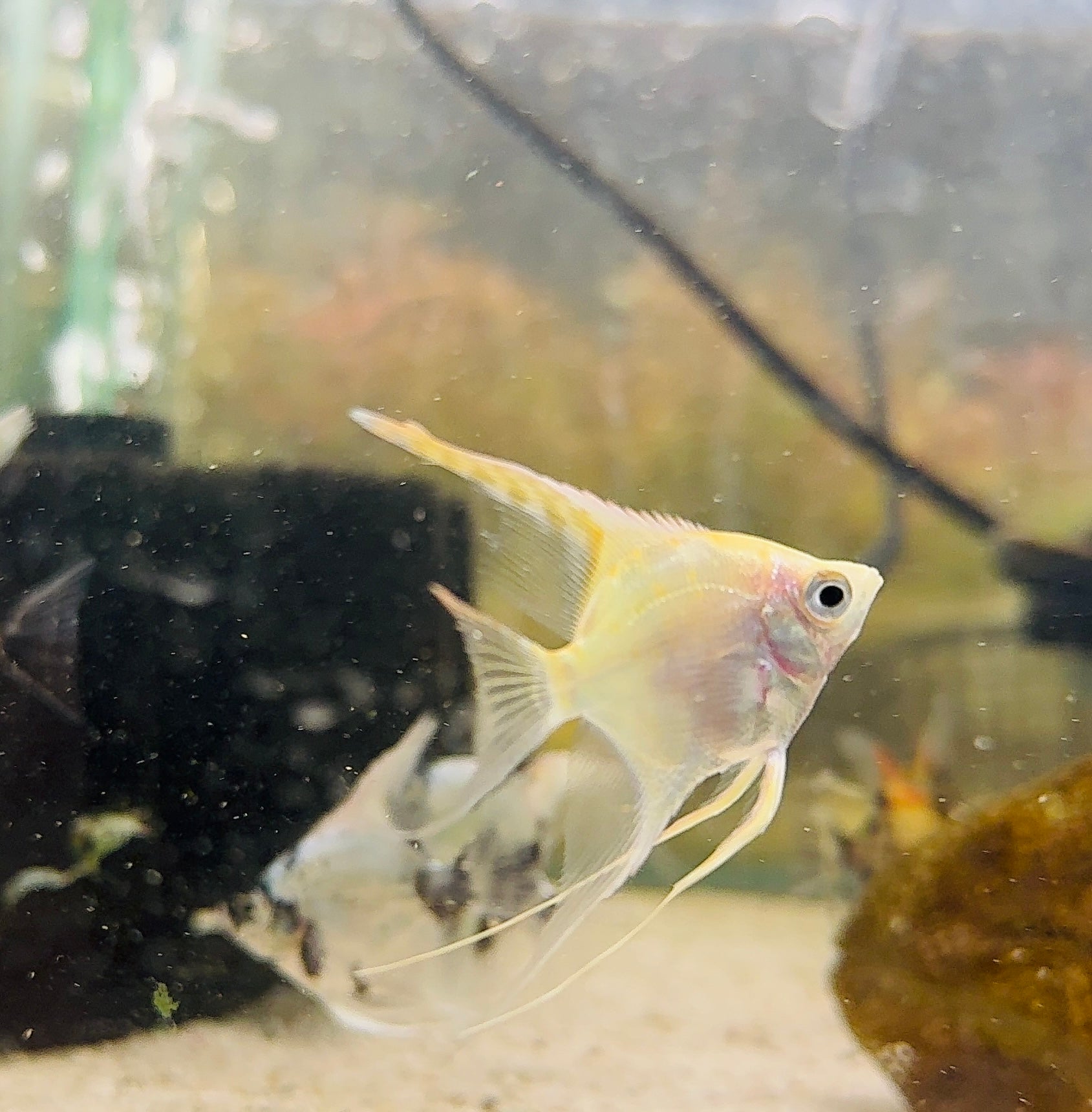 Flash Sale Angel Fish - Assorted Fancy 4cm Cute Size