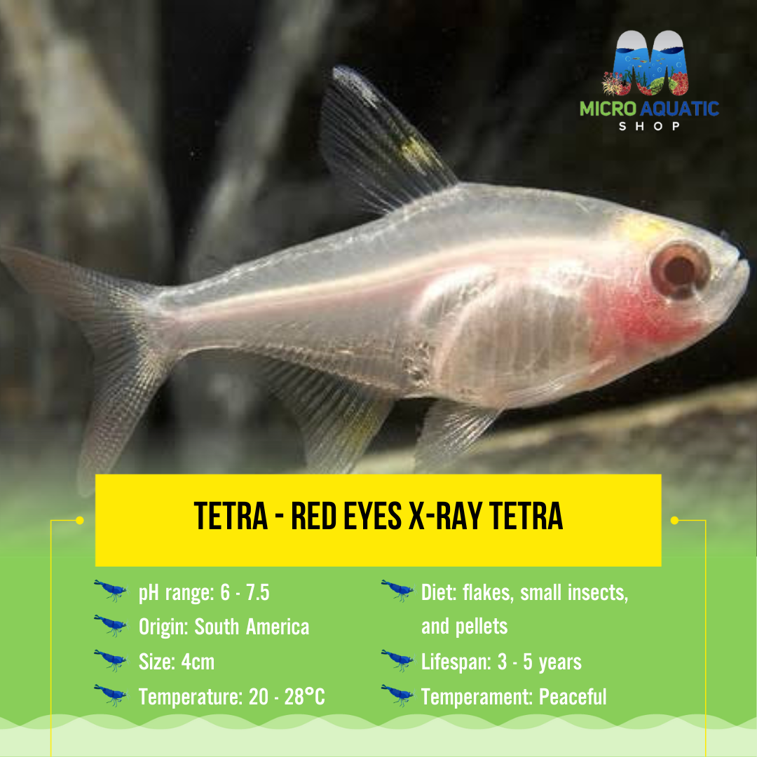 Tetra - Red Eyes X-ray Tetra 4