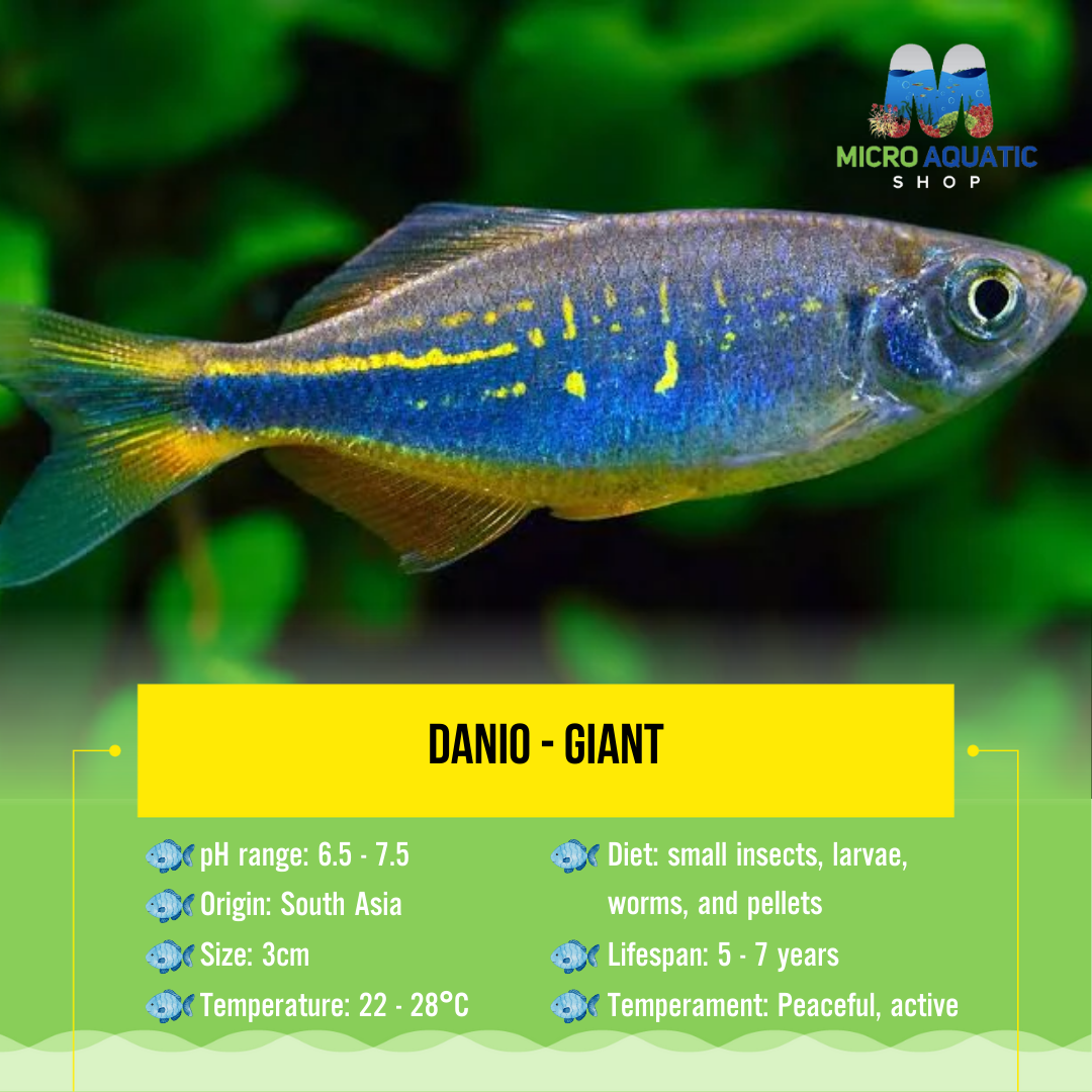 Danio - Giant 3cm (only 10 left )