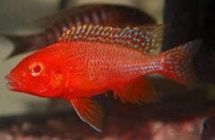 Albino Fire Red  Peacock Cichlid 5cm