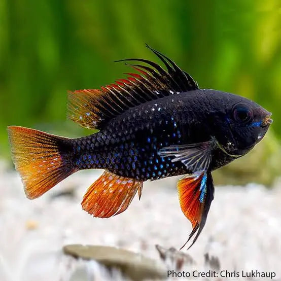 Rams - Dark Knight 3cm Micro Aquatic Shop