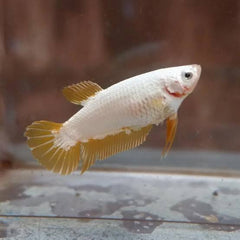 Betta - Gold Dragon Plakat