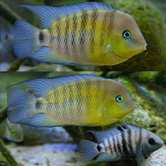 Flash Sale American Cichlid –Blue Eye Cichlid -Cryptoheros spilurus -Archocentrus spilurum 4cm