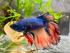 Betta Male - Half Moon Doubletail Blue