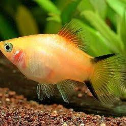 Platies – Gold stripe Platy (Xiphophorus ) 3-4cm