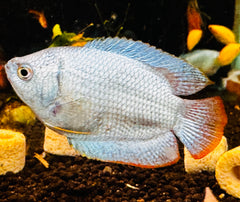 Dwarf Coral Blue Gourami - Trichogaster Lalius