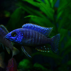 African Cichlid - Blue Peacock 5cm