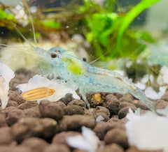 Blue Sky Velvet Cherry Shrimp