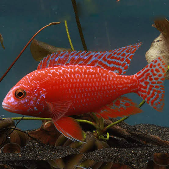 Dragon Blood Peacock Cichlid 5cm