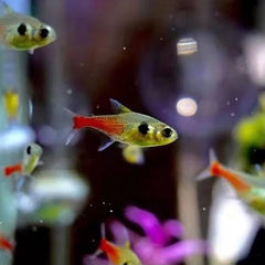 Yellow Phantom Tetra 3cm