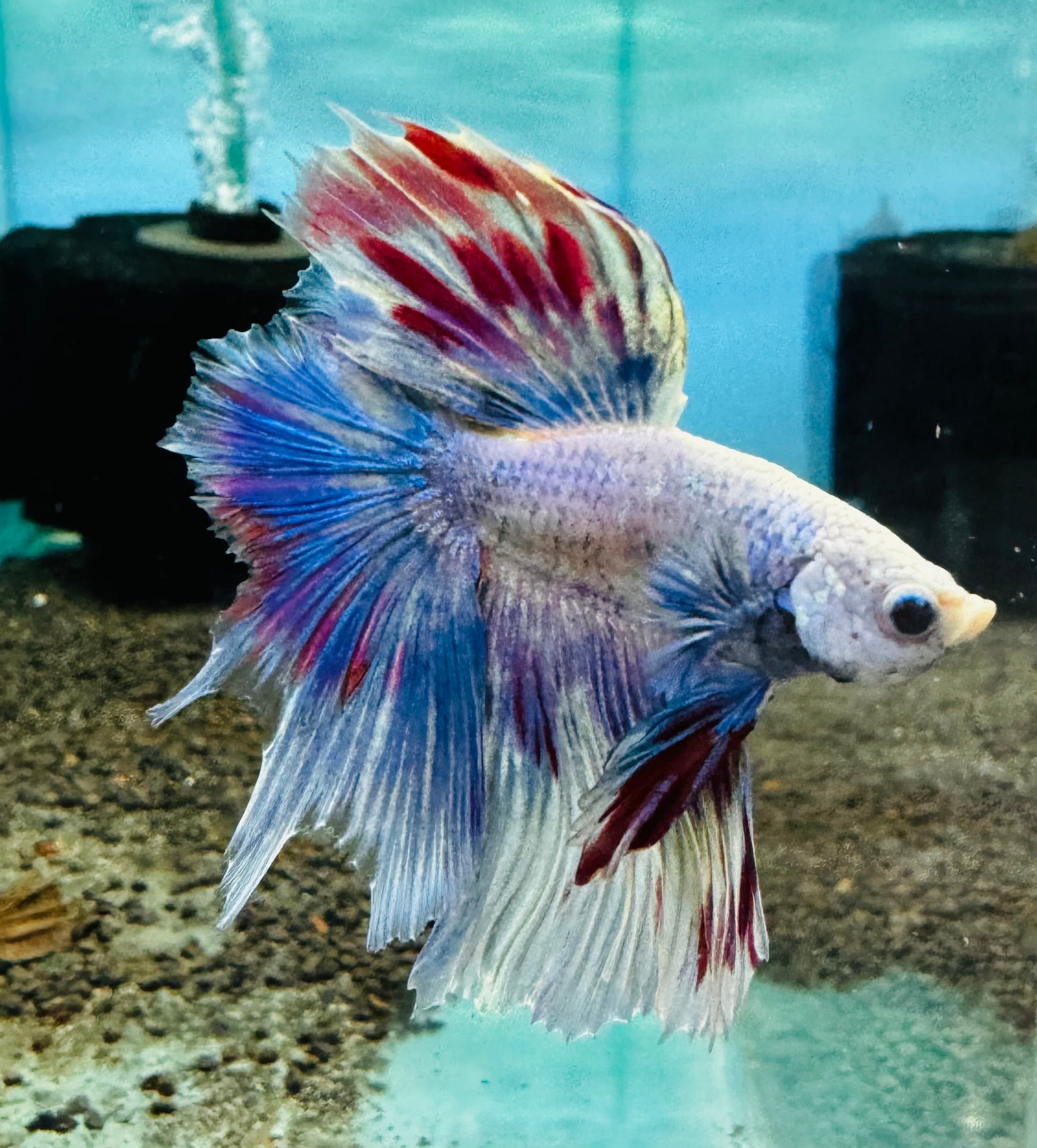 Betta Male - Random Color