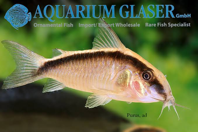 Corydoras - ARCUATUS 3cm