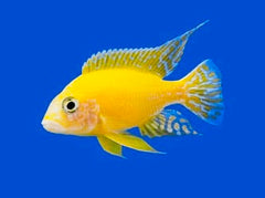 Gold Peacock Cichlid 5cm