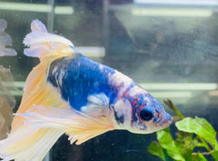 Betta Male - A Grade Giant Super Delta 6cm Show A1