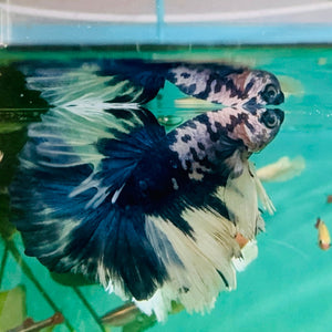 Betta - Marble Longfin Male Show Grade (MBHM) Aquatic Solutions