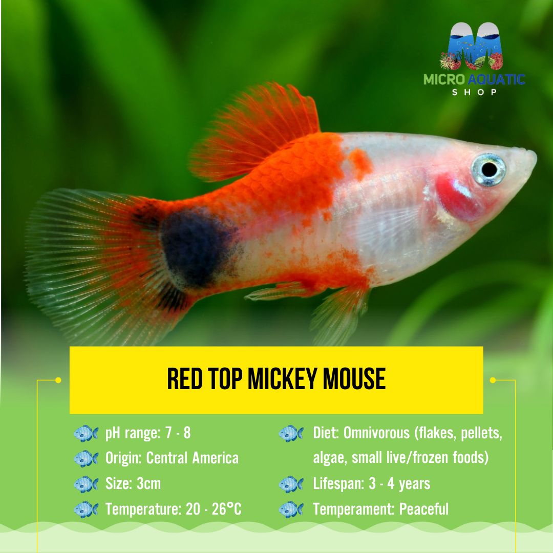 Platies- Red Top Mickey Mouse