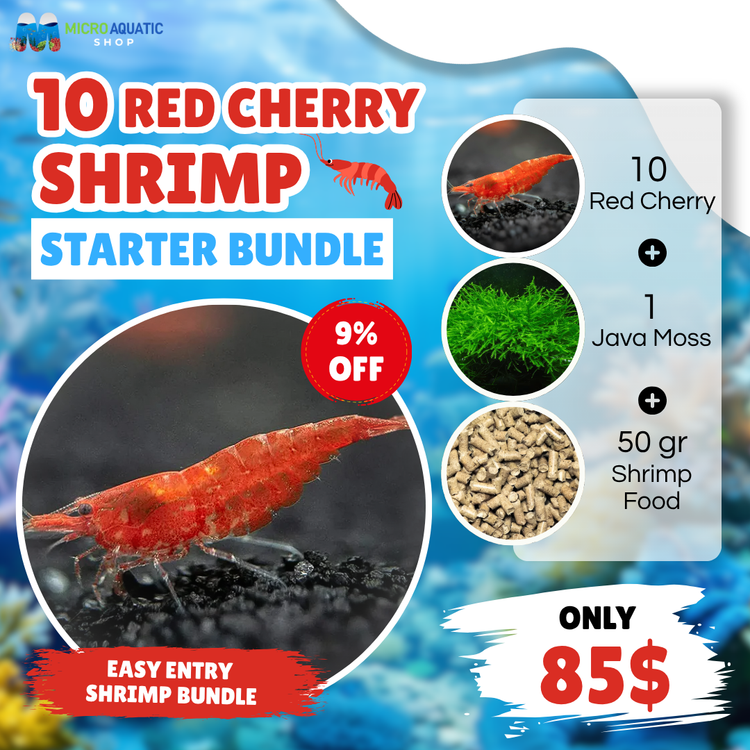 Red Cherry Shrimp Starter Bundle