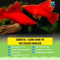 Swordtail - Albino Shark fin Fire Cracker (Xiphophorous hellerii) Show 6cm