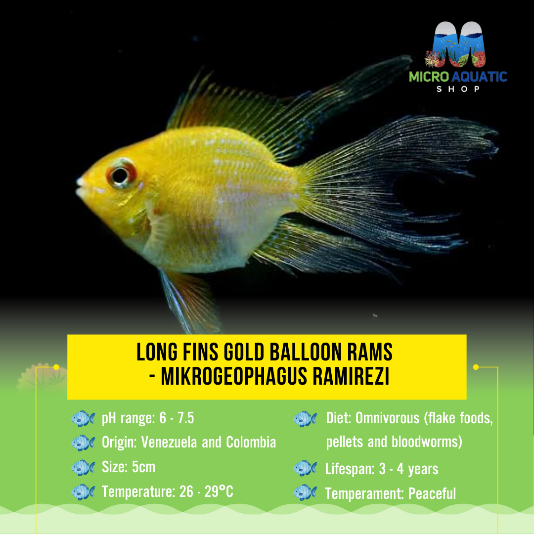 Long fins Gold Balloon Rams - Mikrogeophagus ramirezi 5cm