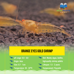 Orange Eyes Gold Shrimp