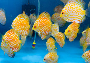 Discus - Yellow checkerboard 11cm Show Micro Aquatic Shop