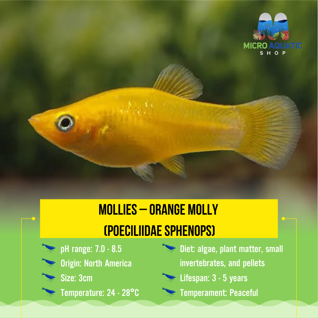 Mollies – Orange Molly  (Poeciliidae sphenops) 3cm