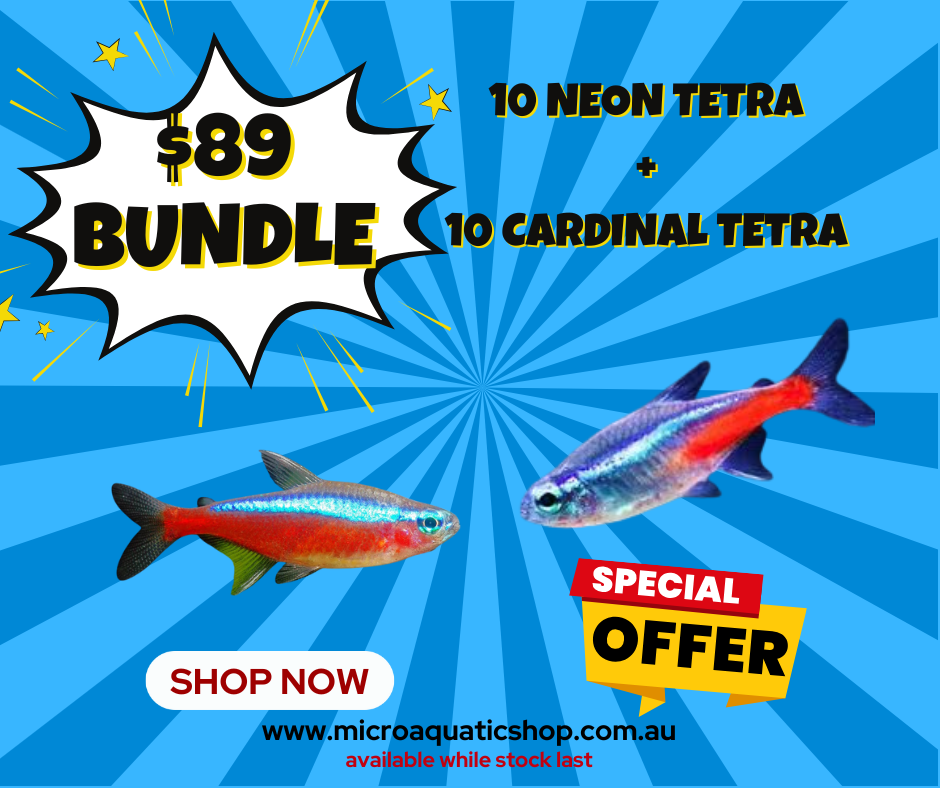 $89 BUNDLE NEON X CARDINAL TETRA Micro Aquatic Shop
