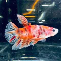 Nemo Male Beta 2