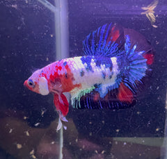 Male Beta - Painted Samurai