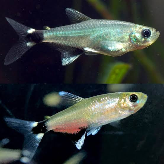 Tetra – Dawn Tetra “Para Tetra” (Aphyocharax paraguayensis) 3cm