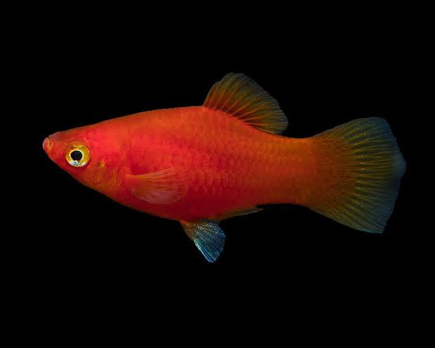 Platies - Blood red  Platy (Xiphophorus variatus) 3cm