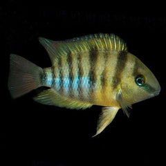 Flash Sale American Cichlid –Blue Eye Cichlid -Cryptoheros spilurus -Archocentrus spilurum 4cm