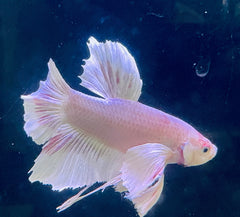 Premium Giant Dumbo Ear Platinum Male Betta