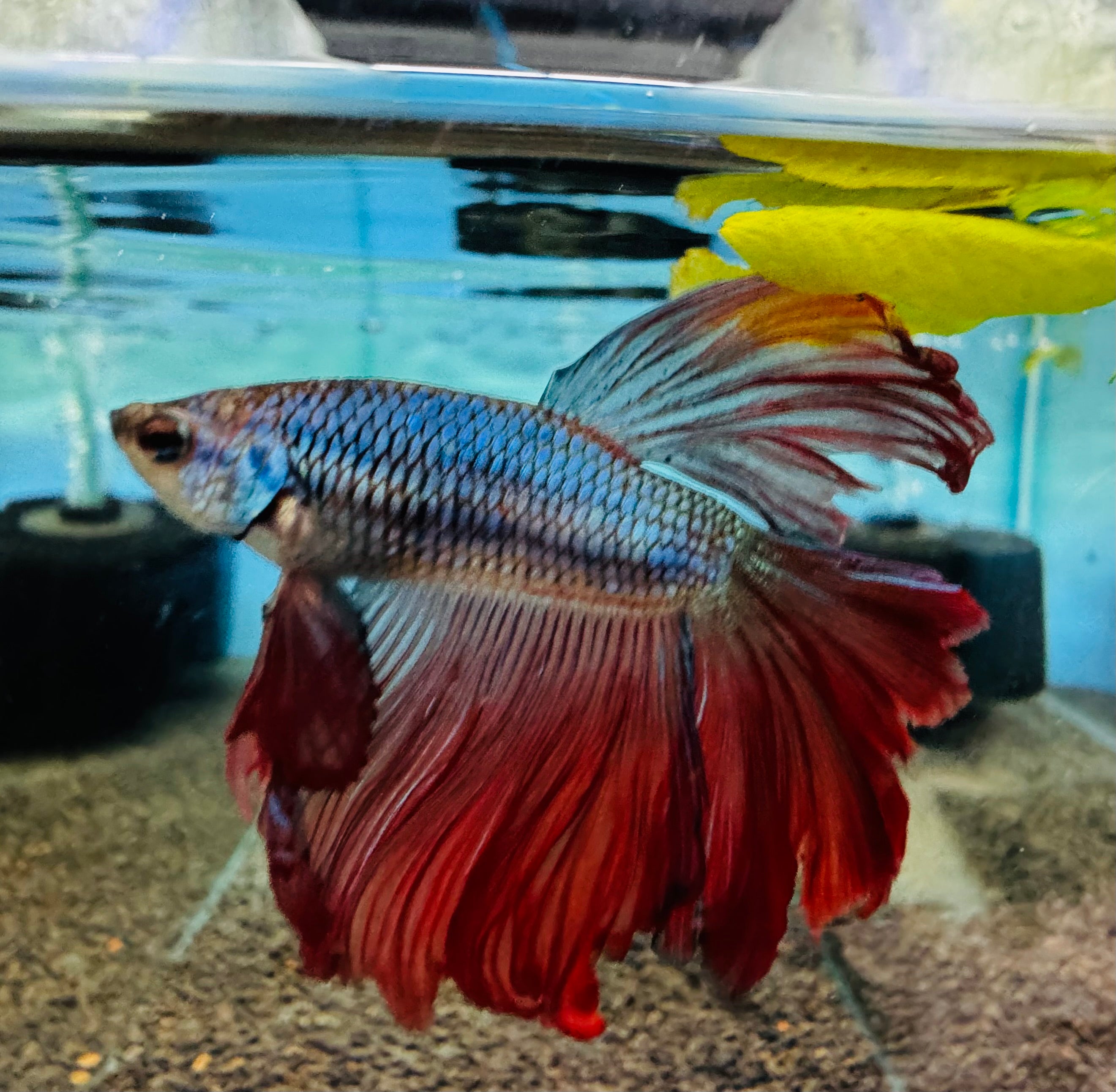 Betta Male - Random Color