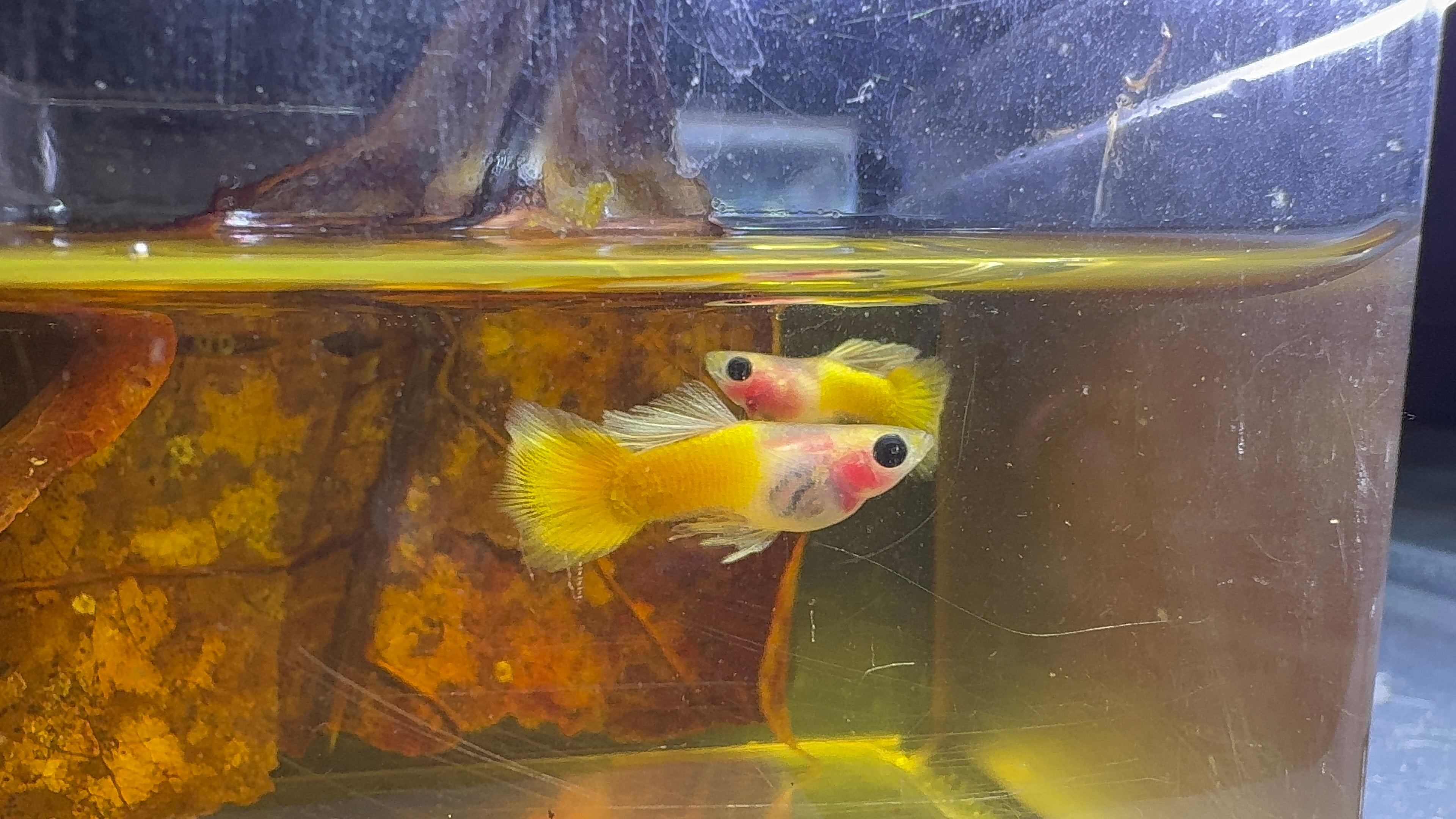 Rare - Glass Belly Mini Guppy 1.5cm