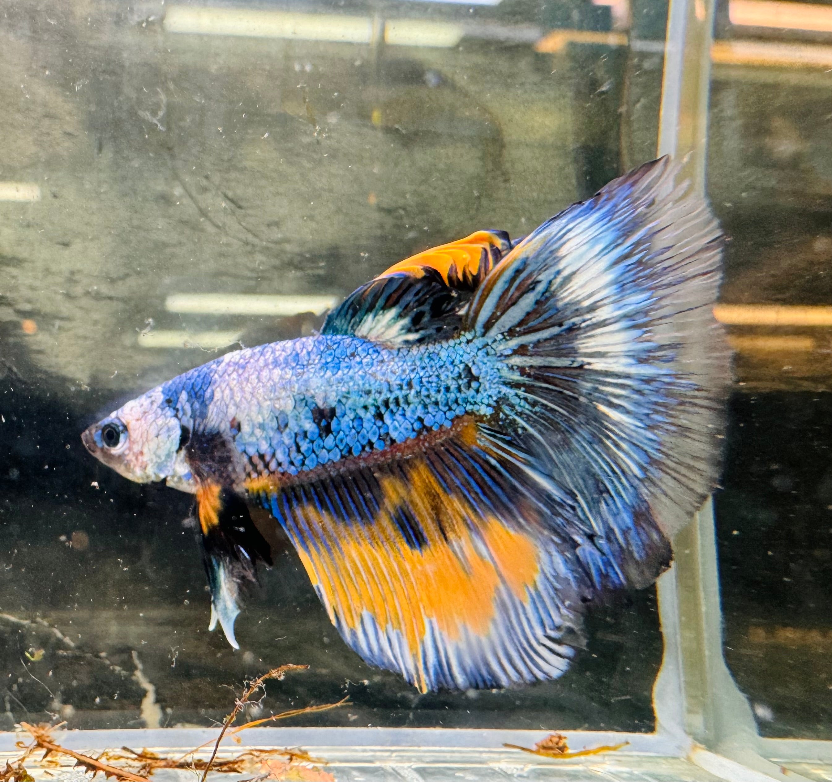 Betta Male - A Grade Doubletail Galaxy 6cm Show