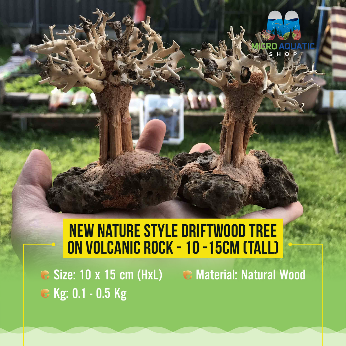 New Nature style Driftwood tree on Volcanic Rock -  10-15cm (Tall )