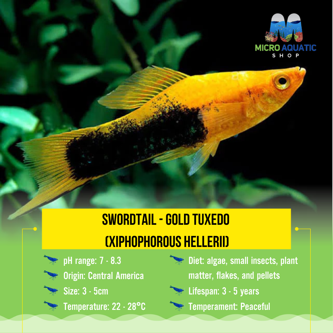 Swordtail - Gold Tuxedo (Xiphophorous hellerii)