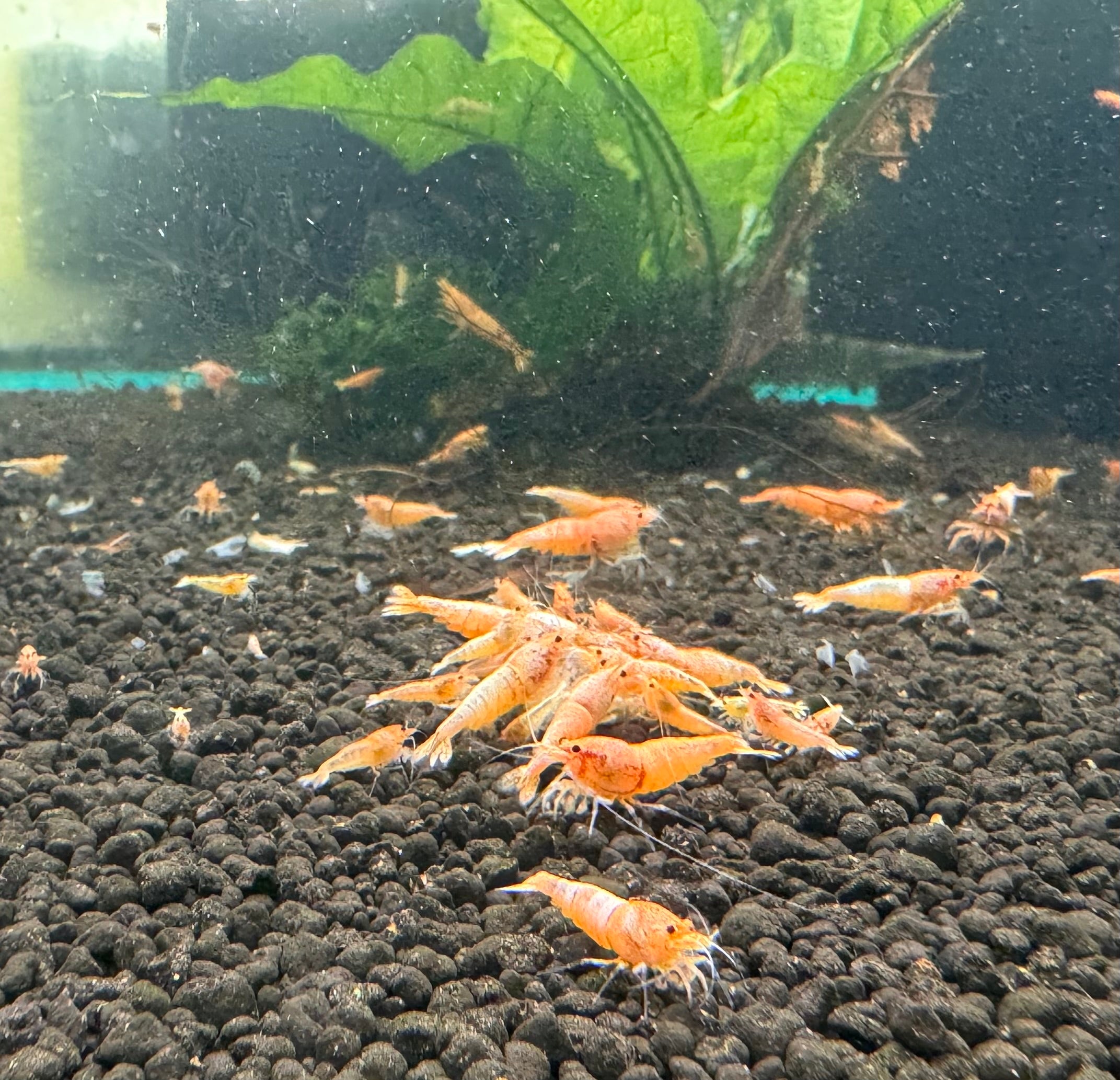 Buy 10 Peach Bolt Shrimp Get 10 Ghost Shrimp Free