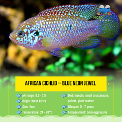 African Cichlid –  Blue Neon Jewel 4cm